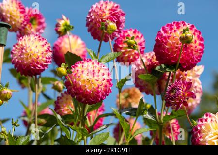 Atemberaubende rosa und gelbe Dahlia-Blüten mit dem Namen haPET Daydream, fotografiert mit einer Makrolinse an einem sonnigen Tag im Frühherbst in Wisley, in der Nähe von Woki Stockfoto