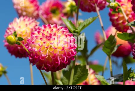 Atemberaubende rosa und gelbe Dahlia-Blüten mit dem Namen haPET Daydream, fotografiert mit einer Makrolinse an einem sonnigen Tag im Frühherbst in Wisley, in der Nähe von Woki Stockfoto