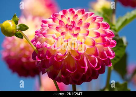 Atemberaubende rosa und gelbe Dahlia-Blüten mit dem Namen haPET Daydream, fotografiert mit einer Makrolinse an einem sonnigen Tag im Frühherbst in Wisley, in der Nähe von Woki Stockfoto