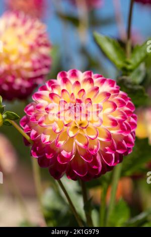 Atemberaubende rosa und gelbe Dahlia-Blüten mit dem Namen haPET Daydream, fotografiert mit einer Makrolinse an einem sonnigen Tag im Frühherbst in Wisley, in der Nähe von Woki Stockfoto