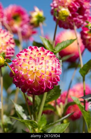 Atemberaubende rosa und gelbe Dahlia-Blüten mit dem Namen haPET Daydream, fotografiert mit einer Makrolinse an einem sonnigen Tag im Frühherbst in Wisley, in der Nähe von Woki Stockfoto