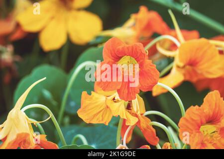 Garten Nasturtium, Tropeolum maju, Mönche Kresse essbare Pflanzen und Blumen in der Nähe Stockfoto