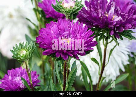 Tiefviolette Asterblüten wachsen im Garten, Callistephus chinensis blüht im Herbst Stockfoto