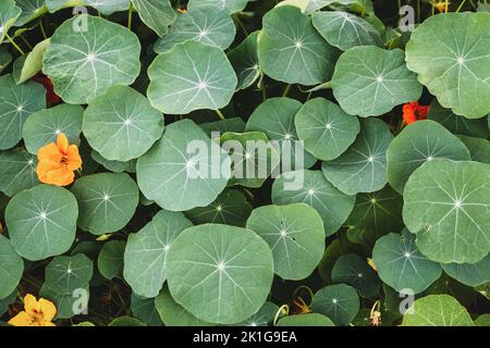 Kapuzinerkresse, Pflanzen Blätter im Garten Mönche Cress (Tropeolum majus) essbare Pflanzen wachsen Stockfoto