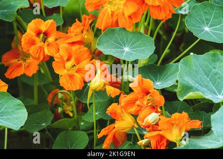 Kapuzinerpflanzen blühen im Garten, Tropaeolum majus wächst im Blumenbeet Stockfoto