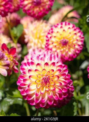 Atemberaubende rosa und gelbe Dahlia-Blüten mit dem Namen haPET Daydream, fotografiert mit einer Makrolinse an einem sonnigen Tag im Frühherbst in Wisley, in der Nähe von Woki Stockfoto