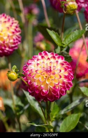 Atemberaubende rosa und gelbe Dahlia-Blüten mit dem Namen haPET Daydream, fotografiert mit einer Makrolinse an einem sonnigen Tag im Frühherbst in Wisley, in der Nähe von Woki Stockfoto