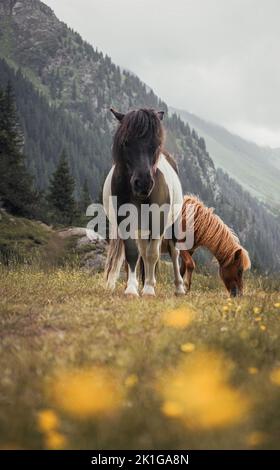 Zwei wilde Ponys grasen in den italienischen alpen Stockfoto