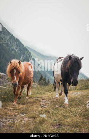 Zwei wilde Ponys grasen in den italienischen alpen Stockfoto