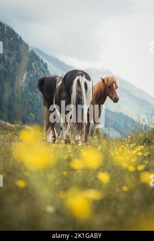 Zwei wilde Ponys grasen in den italienischen alpen Stockfoto