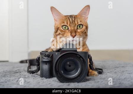 Bengalkatze liegt neben der Kamera auf dem Teppich im Zimmer. Stockfoto