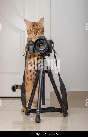 Bengalkatze - ein Fotograf fotografiert mit einer Kamera auf einem Stativ im Haus. Stockfoto