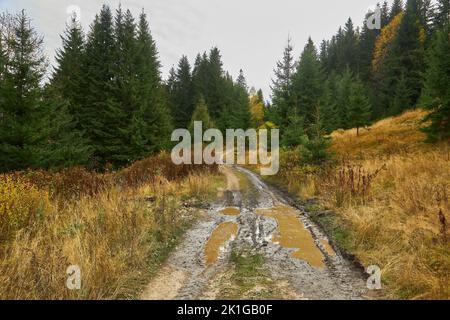 Feldweg durch den Wald mit großen schlammigen Pfützen nach Regen Stockfoto