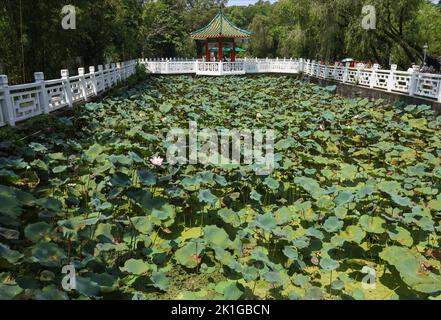 Lotusblüte bei Wun Chuen Sin Koon, Fanling. 12SEP22 SCMP /K. Y. Cheng Stockfoto