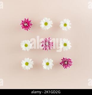 Blüten aus weißen marguerite-Gänseblümchen und violetten Dahlien, angeordnet in drei Reihen mit je drei Blüten auf rosa Hintergrund. Stockfoto