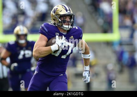 Seattle, WA, USA. 17. September 2022. Washington Huskies Tight End Jack Westover (37) läuft nach einem Fang um weitere Meter, um sich während des NCAA Football Spiels zwischen den Washington Huskies und den Michigan State Spartans im Husky Stadium in Seattle, WA, der Endzone zu nähern. Steve Faber/CSM/Alamy Live News Stockfoto