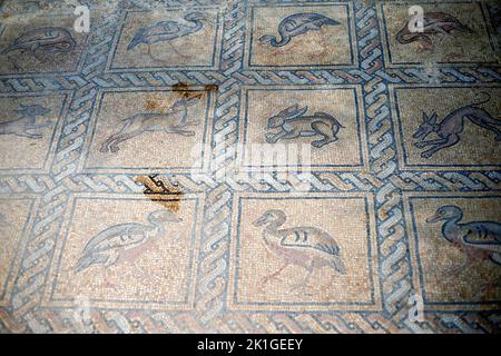 Gaza, Palästina. 18. September 2022. Detail des Mosaikbodens aus der byzantinischen Zeit, der kürzlich von einem palästinensischen Bauern in Bureij im zentralen Gazastreifen entdeckt wurde. Das palästinensische Ministerium für Tourismus und Antiquitäten kündigte die Entdeckung des Mosaiks an, das geschützt werden soll, und ein Ausgrabungsprojekt wird So bald wie möglich beginnen. (Foto von Ahmed Zakot/SOPA Images/Sipa USA) Quelle: SIPA USA/Alamy Live News Stockfoto