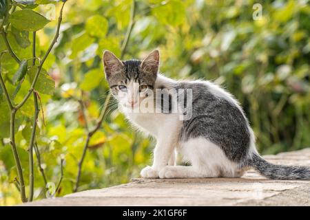 Ein kranker Katzenwelpe mit dem dritten Augenlid schaut auf die Kamera Stockfoto