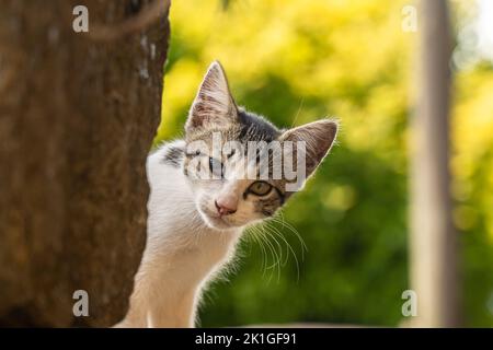 Verborgenes Kätzchen, das die Kamera anschaut Stockfoto