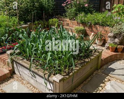 Lauch wächst in Holz Hochbett Gemüsegarten in Englisch Cottage Garden, Leicestershire, England, Großbritannien Stockfoto