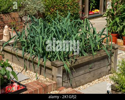 Lauch wächst in Holz Hochbett Gemüsegarten in Englisch Cottage Garden, Leicestershire, England, Großbritannien Stockfoto