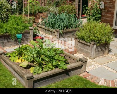 Gemüsegrundstück in hölzernen Hochbetten im Hüttengarten, der Lauch, Zucchini, Karotten und Rosmarinpflanzen anpflanzt, Leicestershire, England, Großbritannien Stockfoto