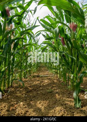 Blick zwischen Reihen von Zuckermais (Mais)-Erntegutstängel, die in Farm Field, Leicestershire, England, Großbritannien, wachsen Stockfoto