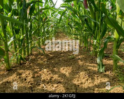 Blick zwischen Reihen von Zuckermais (Mais)-Erntegutstängel, die in Farm Field, Leicestershire, England, Großbritannien, wachsen Stockfoto