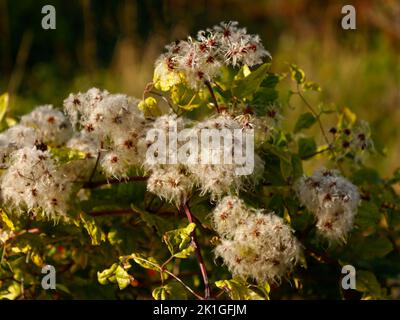 Nahaufnahme von seidigen Keimköpfen der einheimischen Clematis vitalba, die Ende September an der Südküste im Freien gesehen wurden. Stockfoto