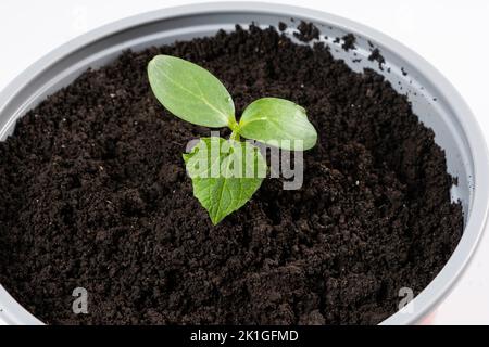 Gurken aus Samen anbauen. Schritt 6 - Einpflanzen in einen großen Topf. Stockfoto