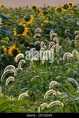 Sonnenblumenfelder werden von Gräsern umgeben, darunter diese mit beleuchteten Saatköpfen, des Plaines River State Fish and Wildlife Area, will County, IL Stockfoto