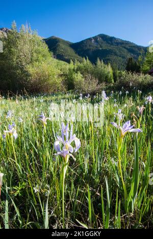 Wilde Blumen wachsen zwischen langem Gras mit Bergen im Hintergrund in der Nähe von Mt Elbert in Colorado USA Stockfoto
