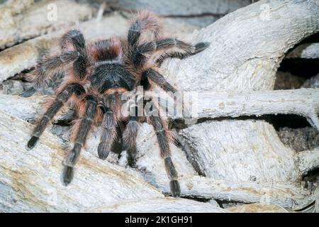 Brasilianische schwarze Tarantula-Spinne, Grammostola pulchra, alleinerziehenden Erwachsenen, der über die Baumwurzel läuft, Pantanal, Brasilien Stockfoto