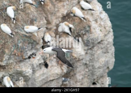 Schwarzbrauenalbatros, Thalassarche melanophris, Single adult fliegend über der Kolonie der nördlichen Gannet (Morus bassanus), Bempton, Yorkshire, Vereinigtes Königreich Stockfoto