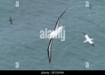 Schwarzbrauenalbatros, Thalassarche melanophris, Single adult fliegend über der Kolonie der nördlichen Gannet (Morus bassanus), Bempton, Yorkshire, Vereinigtes Königreich Stockfoto