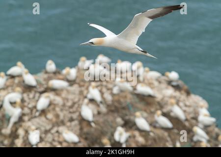 nördliche Gannette, Morus bassanus, Single adult fliegend über Brutkolonie, Bempton, Yorkshire, Vereinigtes Königreich Stockfoto