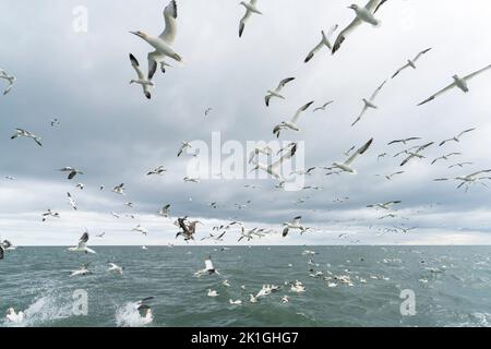 nördliche Gannette, Morus bassanus, großer Vogelschwarm im Flug über dem Meer, Bempton, Yorkshire, Vereinigtes Königreich Stockfoto