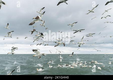 nördliche Gannette, Morus bassanus, großer Vogelschwarm im Flug über dem Meer, Bempton, Yorkshire, Vereinigtes Königreich Stockfoto