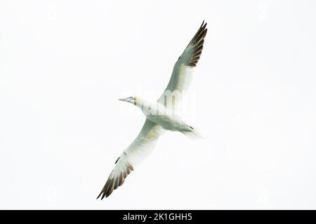 nördliche Gannette, Morus bassanus, alleinerziehter Erwachsener auf dem Flug über das Meer, Bempton, Yorkshire, Großbritannien Stockfoto