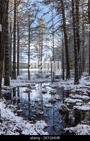 Winter am Loch Garten in den Cairngorms Stockfoto