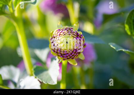 Ungeöffnete Knospe aus salatvioletter Dahlia-Blume im botanischen Garten. Schöne Gartenblumen in Blumenbeet gewachsen. Grün violett Blumen florale Tapete. Stockfoto
