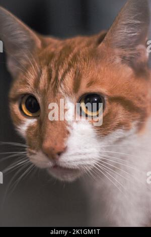 Die vertikale Makroansicht des niedlichen Gesichts einer orangefarbenen gestromten Katze Stockfoto
