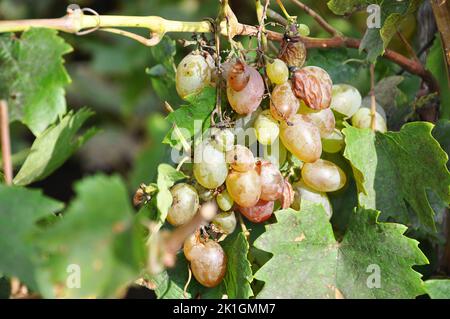 Faltiges Traubenbündel auf der Rebe im Garten an sonnigen Tagen Stockfoto