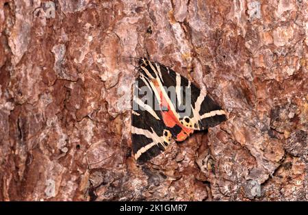 Nachtfalter Jersey Tiger (Euplagia quadripunctaria), Wallis, Schweiz Stockfoto