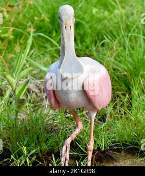 Ein einsame Roseate-Löffler (Platalea Ajaja), mit Blick auf die Kamera, in hoher Detailgenauigkeit gegen grünes Gras, in San Pedro, Ambergris Caye, Belize. Stockfoto