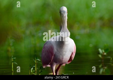 Ein Roseate Spoonbill (Platalea Ajaja), der mit dem Schnabel in hoher Detailtiefe der Kamera gegenübersteht, in San Pedro, Ambergris Caye, Belize. Stockfoto