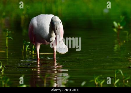 Ein Roseate-Löffler (Platalea Ajaja), der durch das Wasser watet und in San Pedro, Ambergris Caye, Belize, nach Nahrung sucht. Stockfoto