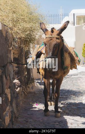 Porträt eines Packesels im traditionellen Dorf Pyrgos Kallistis auf der griechischen Insel Santorini, Griechenland. Stockfoto