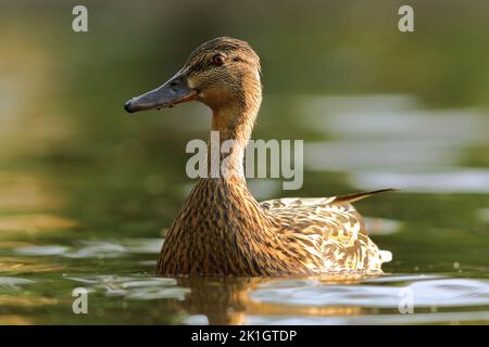 Weibliche Stockente in natürlichem Lebensraum ( Anas platyrhynchos) Stockfoto