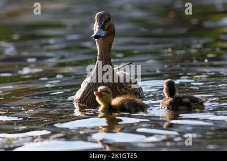 stockente mit Babys auf dem Wasser, weibliche Anas platyrhynchos mit ihren Enten in natürlicher Umgebung Stockfoto